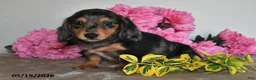 Miniature Dachshund dogs for sale: Bingo - Ad 5
