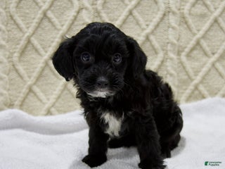 Yorkiepoo dogs - Ad 21