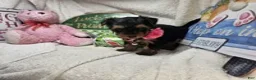 Yorkshire Terrier dogs for sale: SaliSue the Yorki babe... - Ad 3