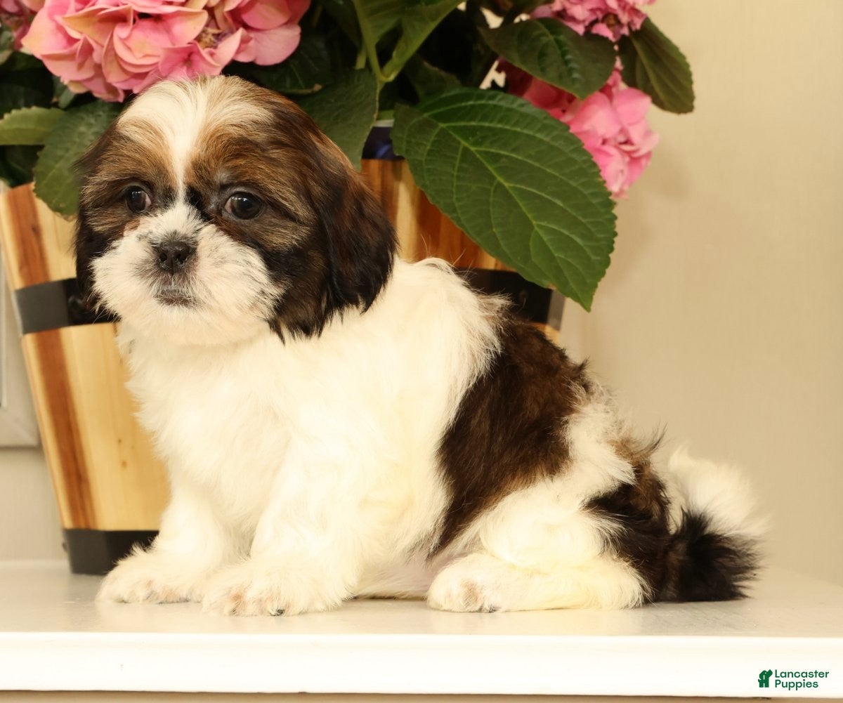 Malshi dogs for sale: Macey - Ad 5