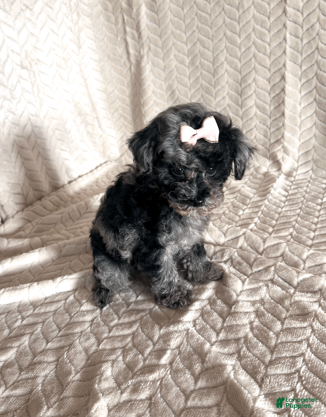 Toy Poodle dogs for sale: Lilly - Ad 17