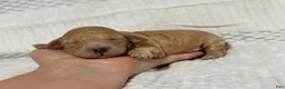 Toy Poodle dogs for sale: Christmas Blitzen - Ad 6