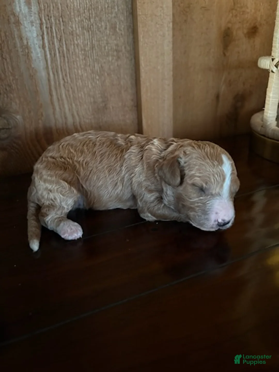 Cavapoo dogs for sale: Boy 1 - Ad 6