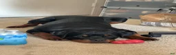 Rottweiler dogs for sale: Rottweiler 1 - Ad 4