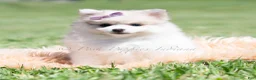 Pomeranian dogs for sale: Angel cake - Ad 6