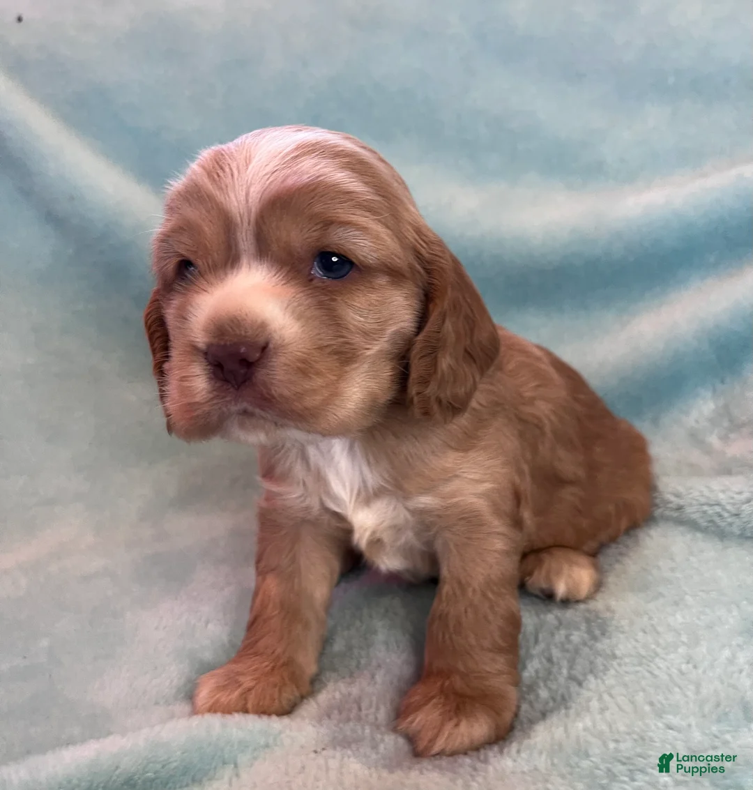 Cocker Spaniel dogs for sale: Bear  - Ad 7