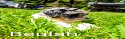 Mini Bernedoodle dogs for sale: Beulah - Ad 4