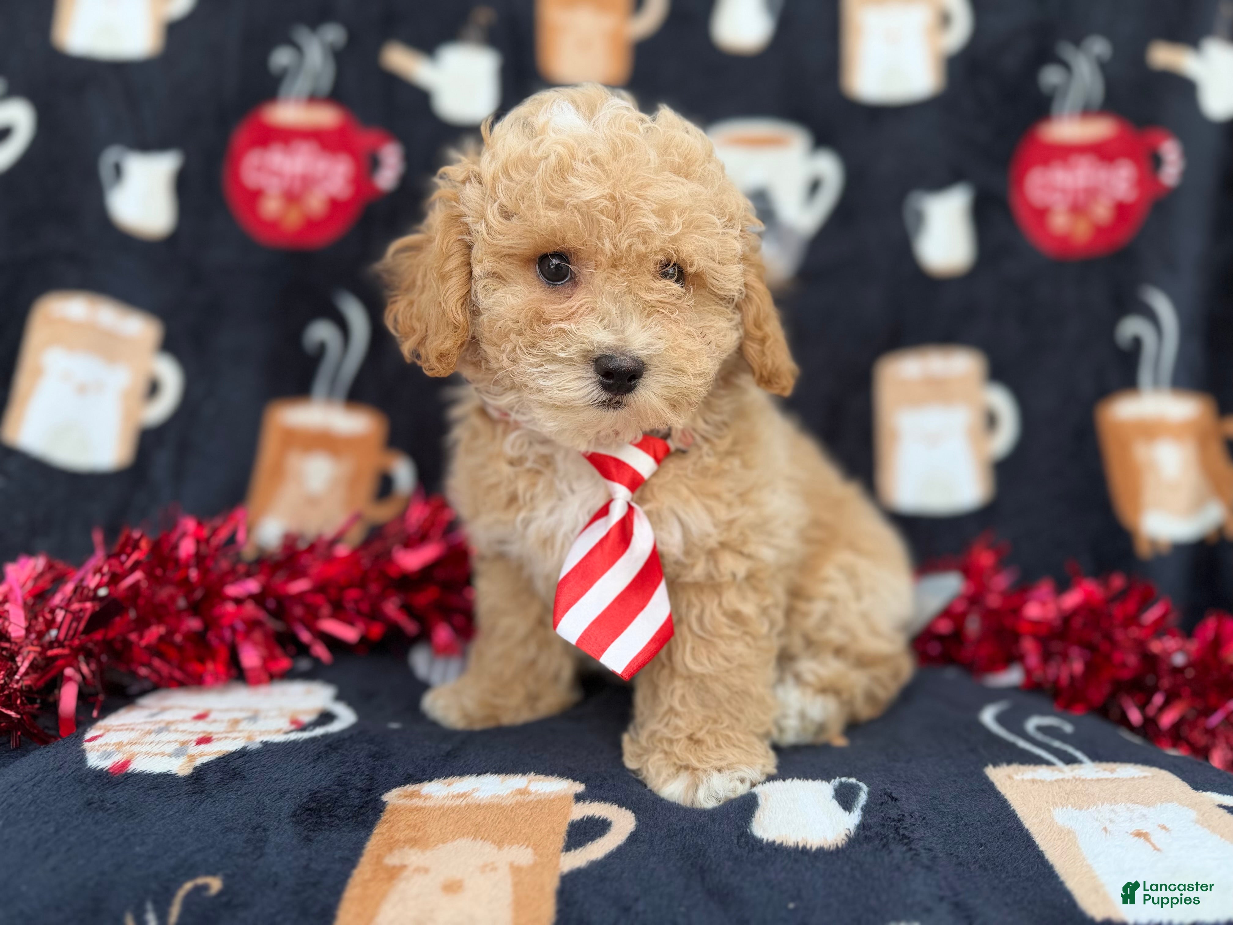 Bichpoo dogs Zane - Ad 7