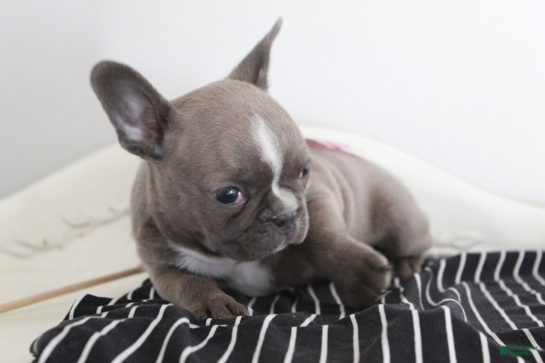 Frenchton dogs for sale: Bella  - Ad 20