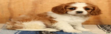 Petunia