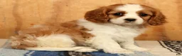 Cavalier King Charles Spaniel dogs for sale: Petunia - Ad 1