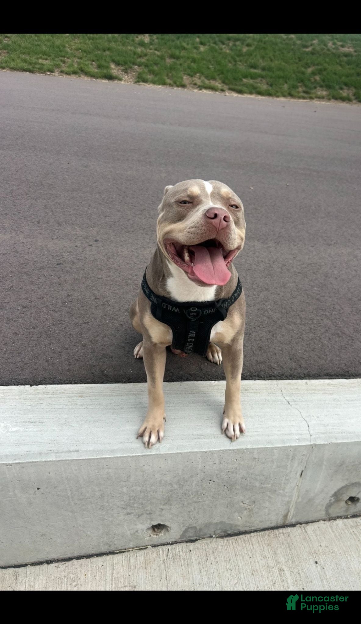 American Bully dogs American Bully 1 - Ad 11
