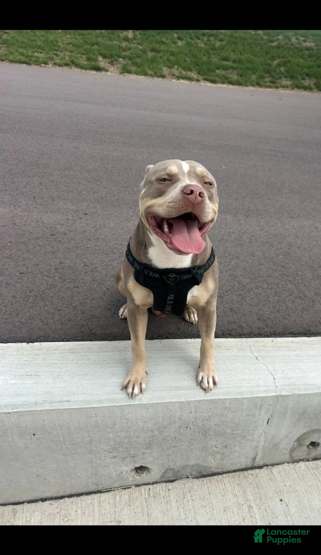 American Bully dogs for sale: American Bully 1 - Ad 1