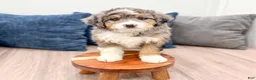 Mini Bernedoodle dogs for sale: Cheyenne - Ad 3