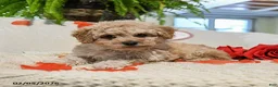 Maltipoo dogs for sale: Adrian - Ad 4