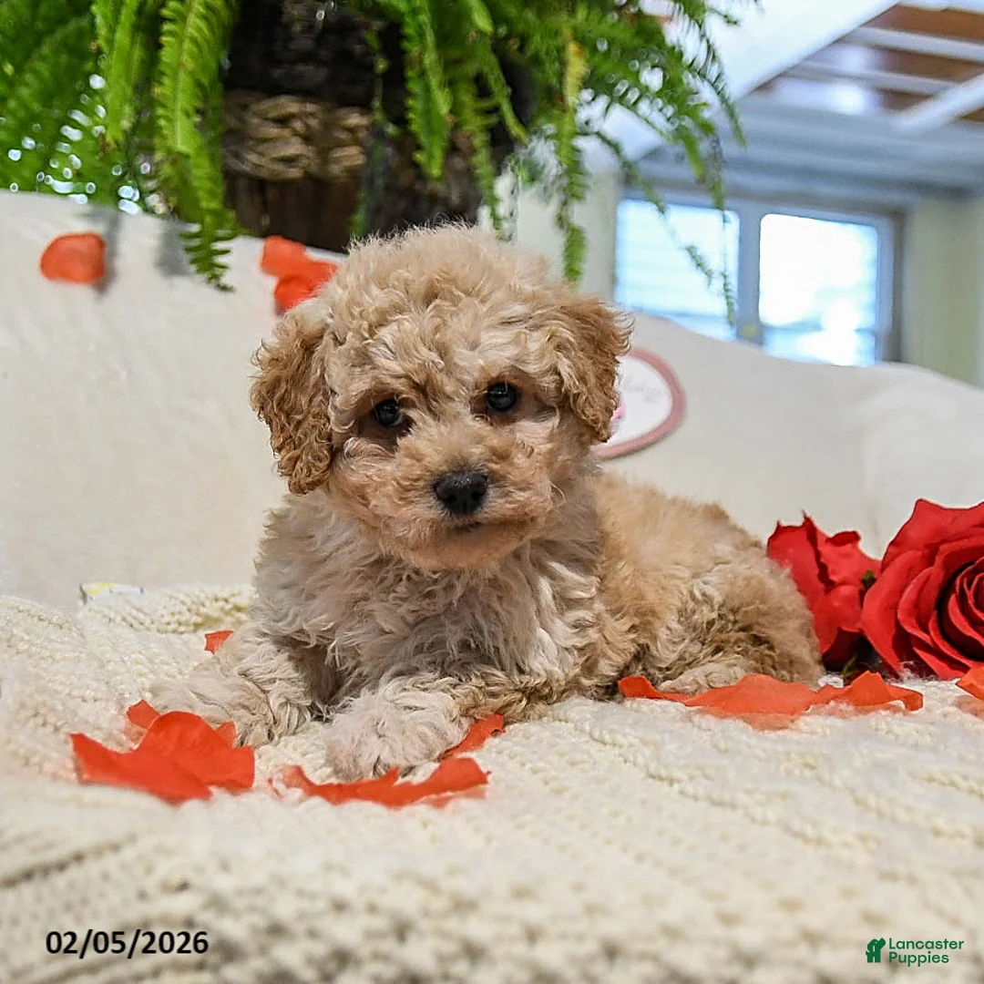 Maltipoo dogs for sale: Adrian - Ad 4