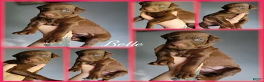 Doberman Pinscher Puppy 2