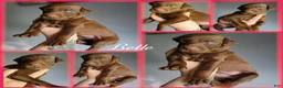 Doberman Pinscher dogs for sale: Doberman Pinscher Puppy 2 - Ad 1