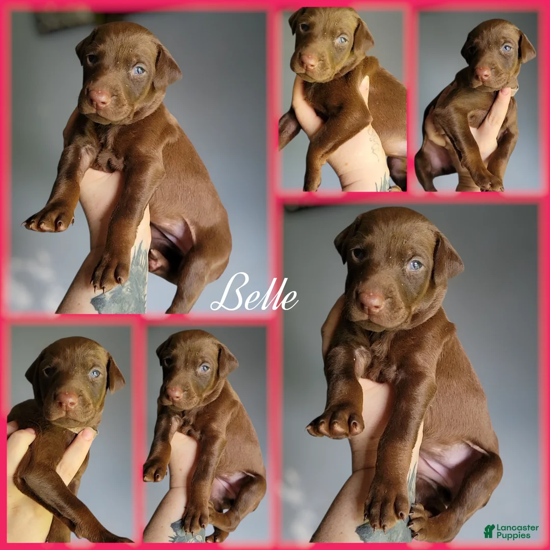 Doberman Pinscher dogs for sale: Doberman Pinscher Puppy 2 - Ad 1