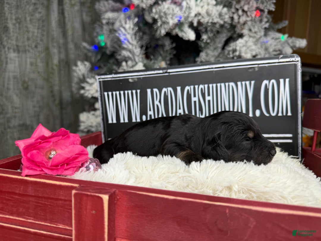 Miniature Dachshund dogs for sale: Black and tan/cr - Ad 5