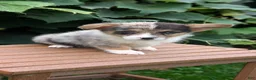 Welsh Corgi Pembroke dogs for sale: Jax - Ad 3