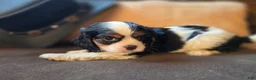 Cavalier King Charles Spaniel dogs for sale: Dior - Ad 3