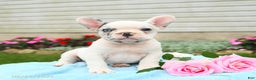 French Bulldog dogs for sale: Smokey - Ad 6