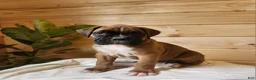 Boxer dogs for sale: Jagger  - Ad 6