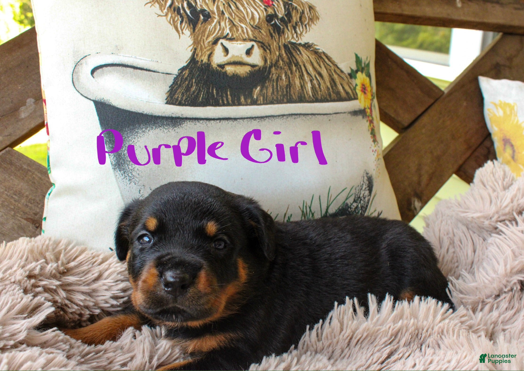 Rottweiler dogs Rottweiler 7 - Ad 25