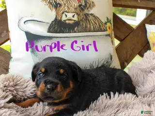 Rottweiler dogs Rottweiler 7 - Ad 25