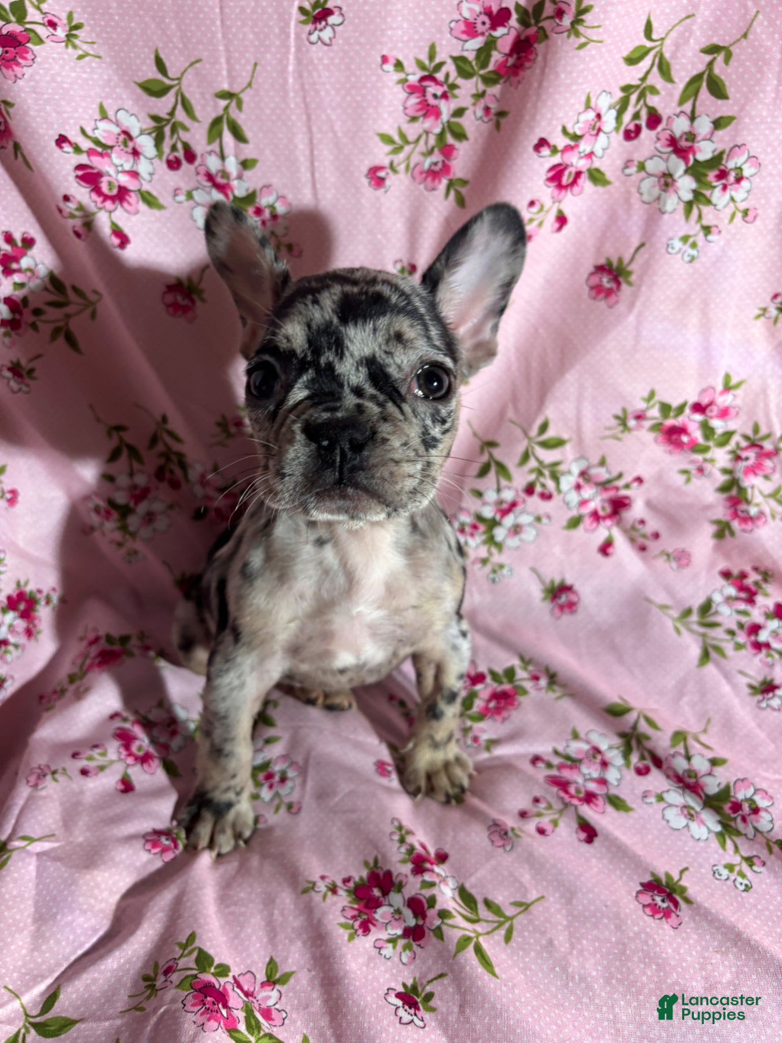 French Bulldog dogs French Bulldog Puppy 4 - Ad 18