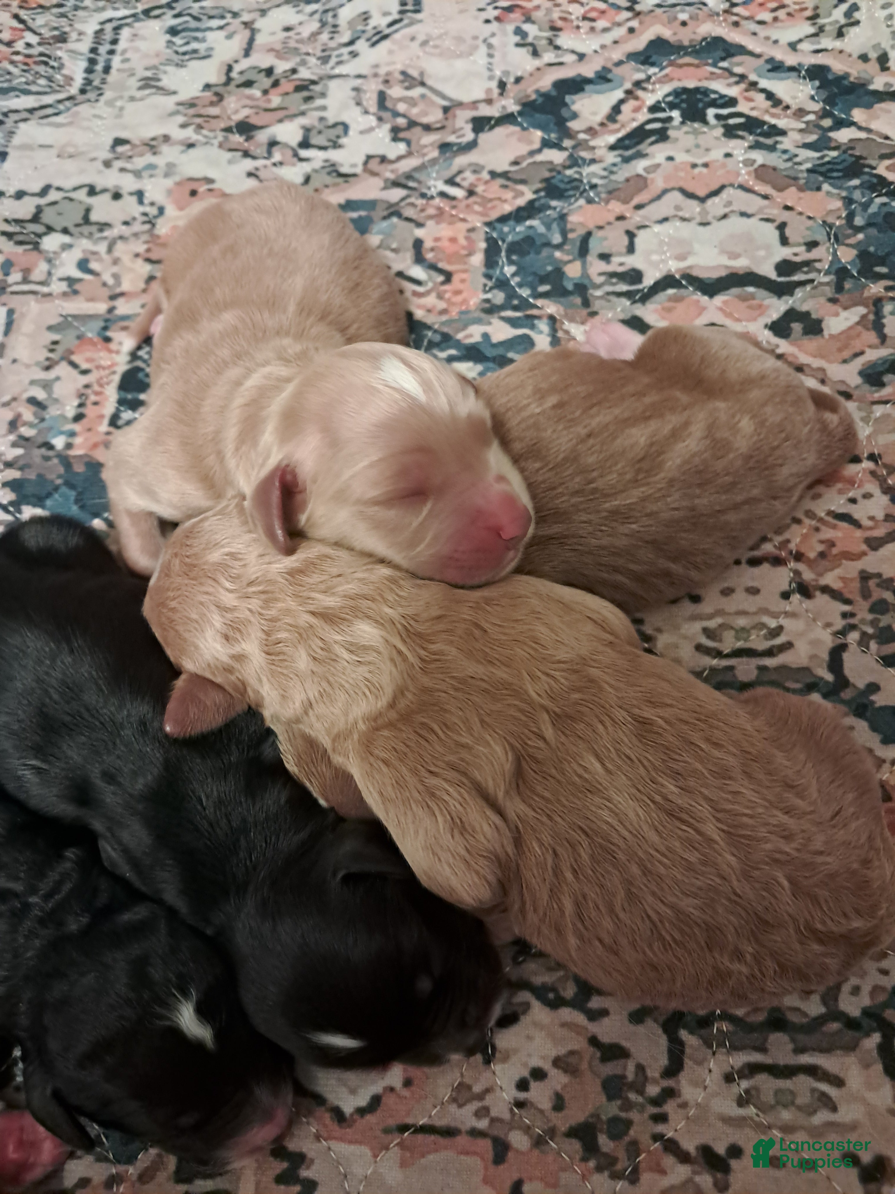 Double Doodle dogs Cyrus - Ad 2