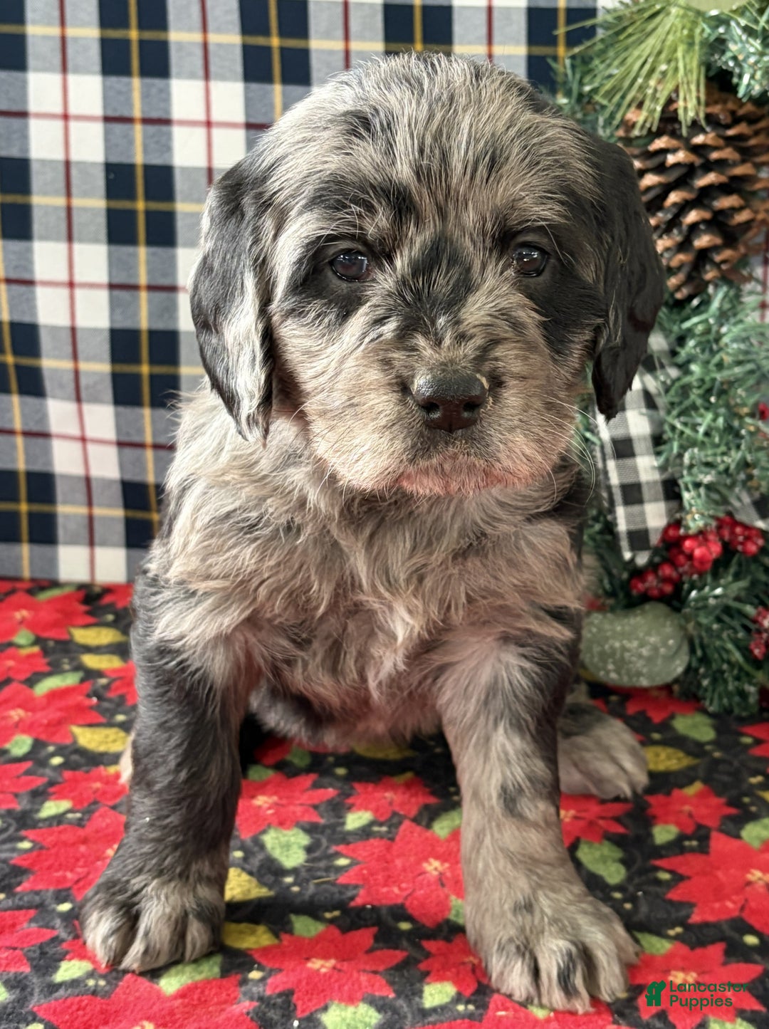 Labradoodle dogs for sale: Cora - Ad 1