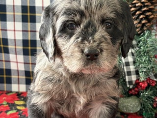 Labradoodle dogs Cora - Ad 9