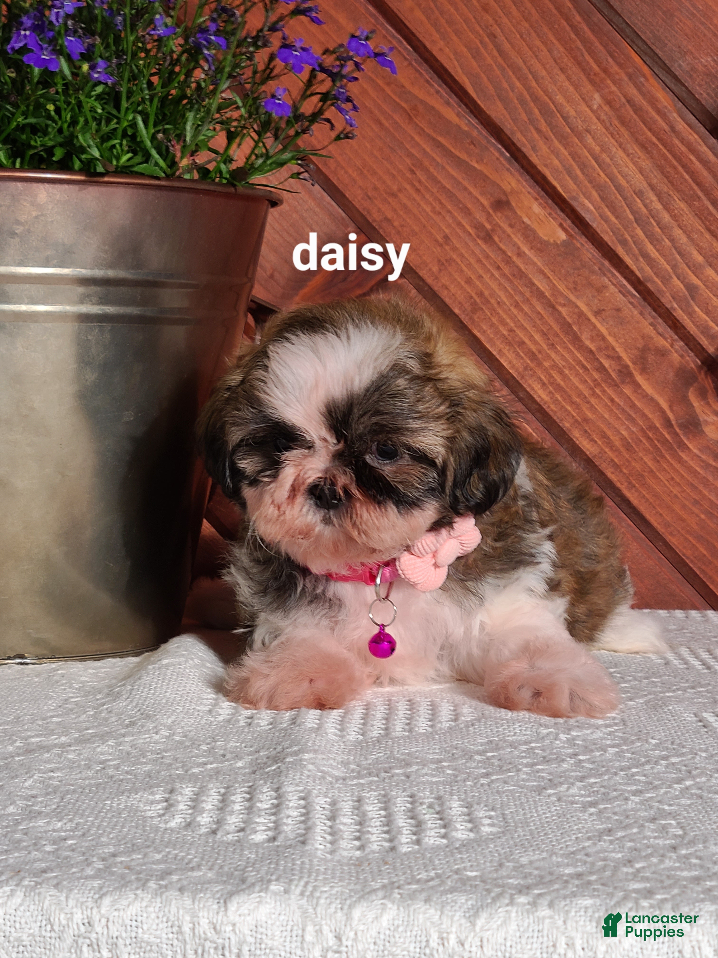 Shih Tzu dogs Daisy  - Ad 2