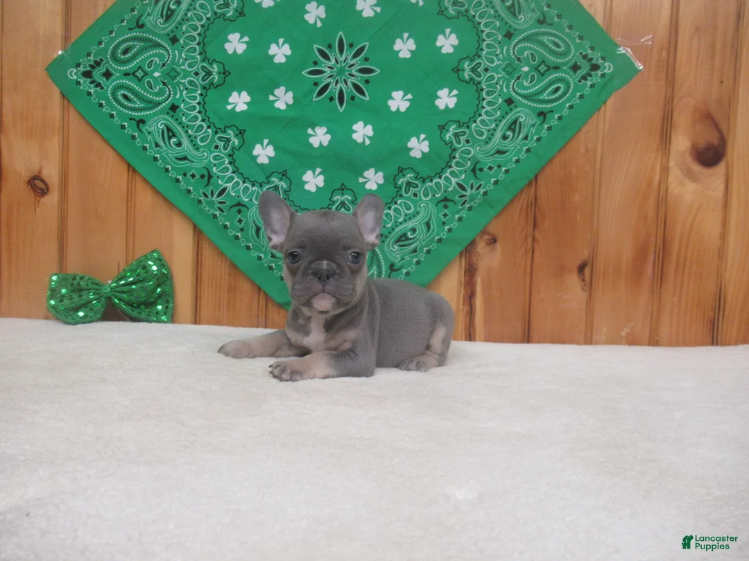 French Bulldog dogs for sale: AKC Cutie - Ad 2
