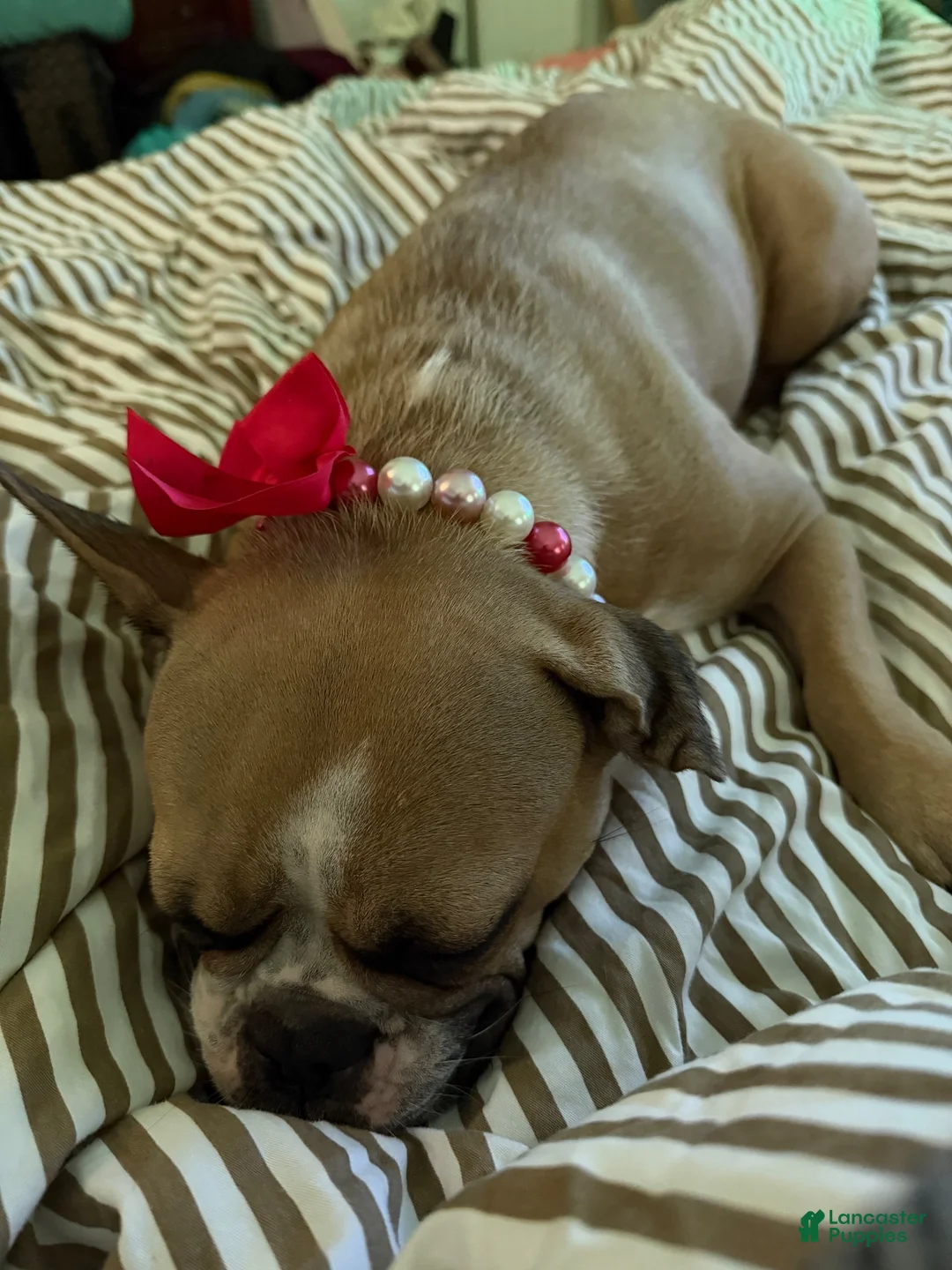 French Bulldog dogs for sale: French Bulldog 7 - Ad 2