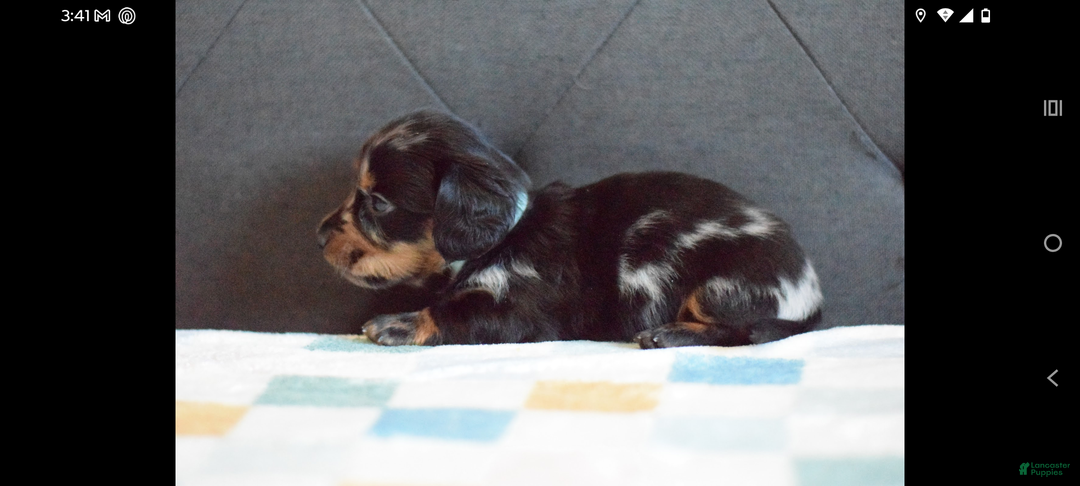 Miniature Dachshund dogs for sale: Miniature Dachshund Puppy 1 - Ad 4