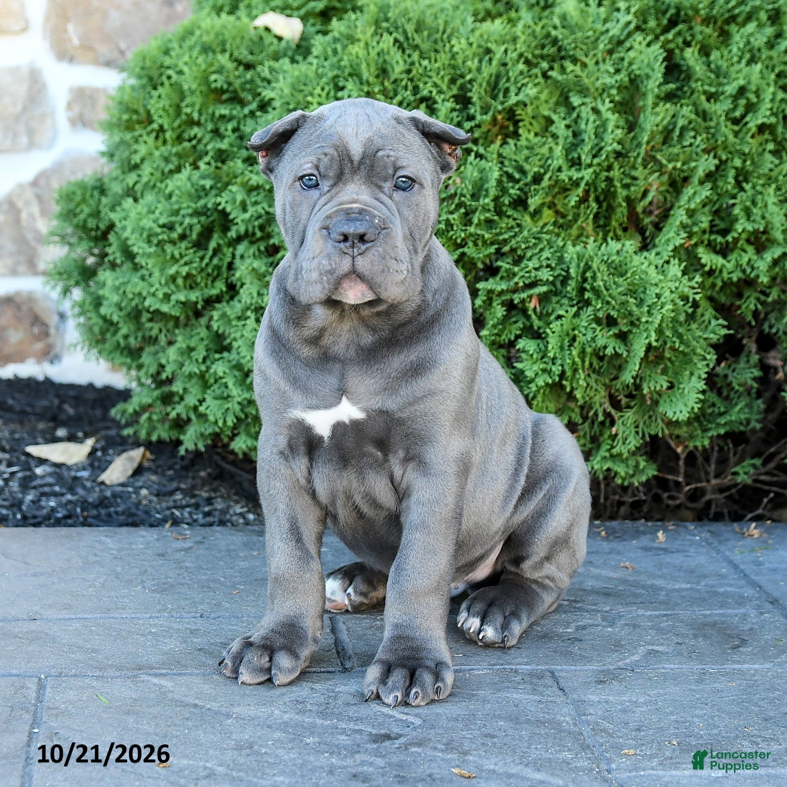 Cane Corso dogs Leopold - Ad 1