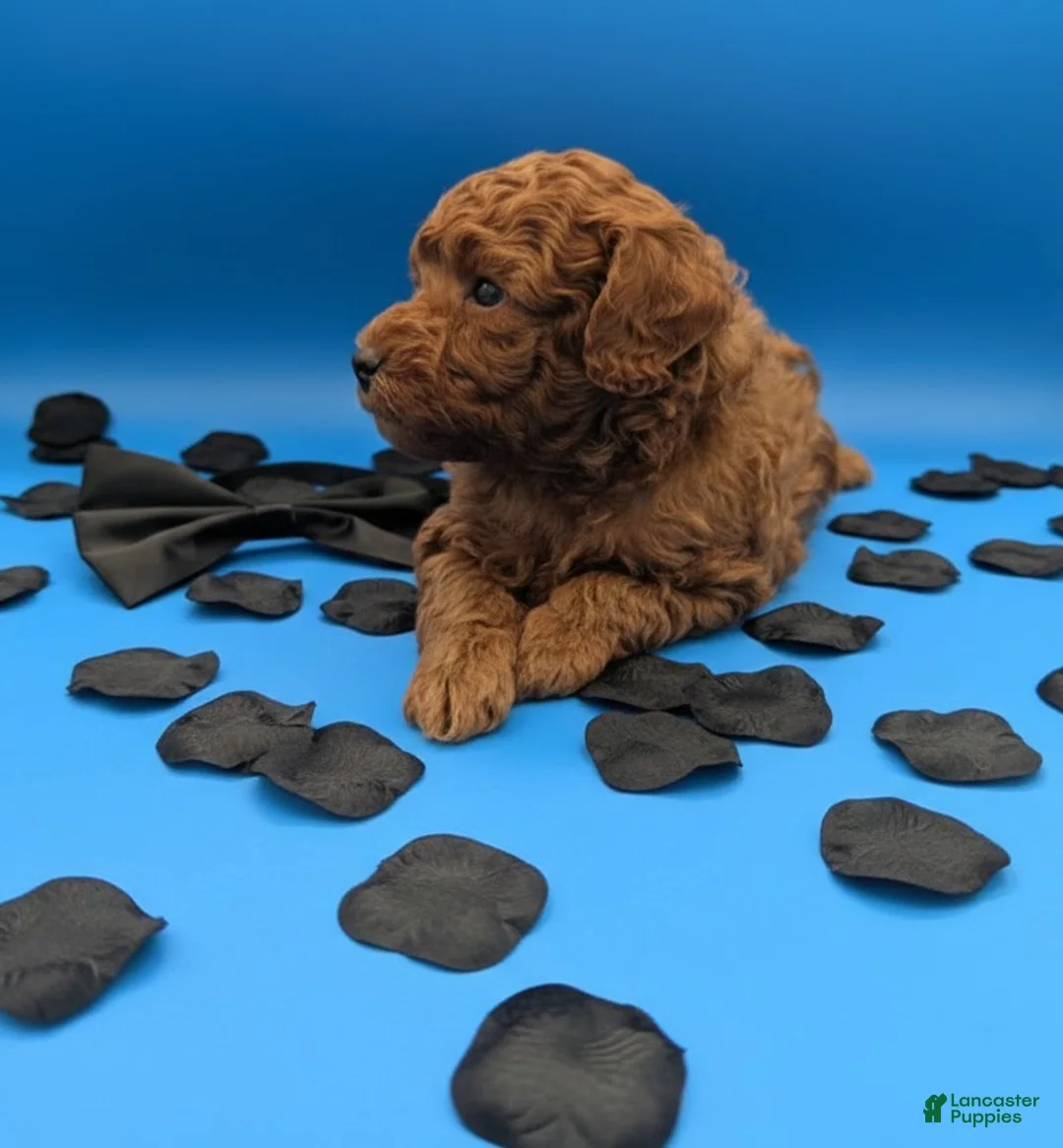 Toy Poodle dogs for sale: Oliver 🖤 - Ad 21