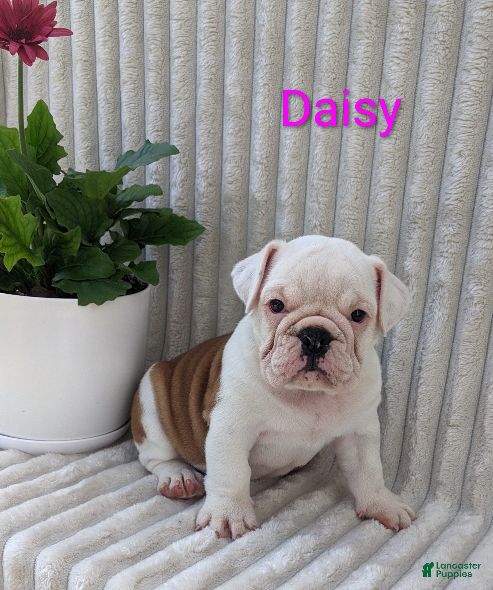English Bulldog dogs AKC Daisy  - Ad 1