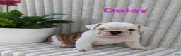 English Bulldog dogs for sale: AKC Daisy  - Ad 1