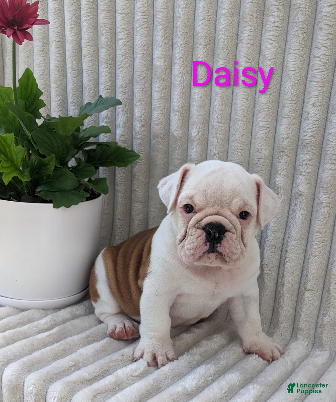 English Bulldog dogs for sale: AKC Daisy  - Ad 1