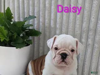 English Bulldog dogs for sale: AKC Daisy - Ad 2