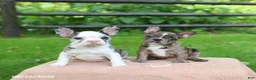 Frenchton dogs for sale: Katie - Ad 2