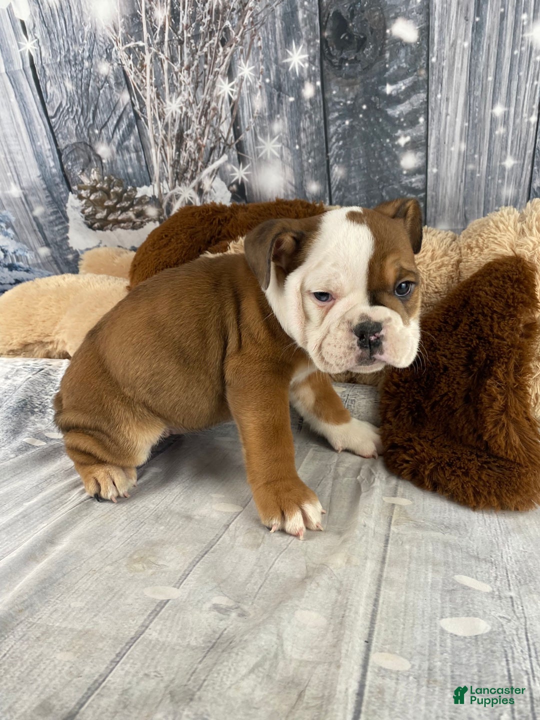 English Bulldog dogs for sale: Nora - Ad 7
