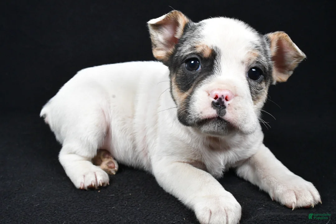 Beabull dogs for sale: Jasper - Ad 8