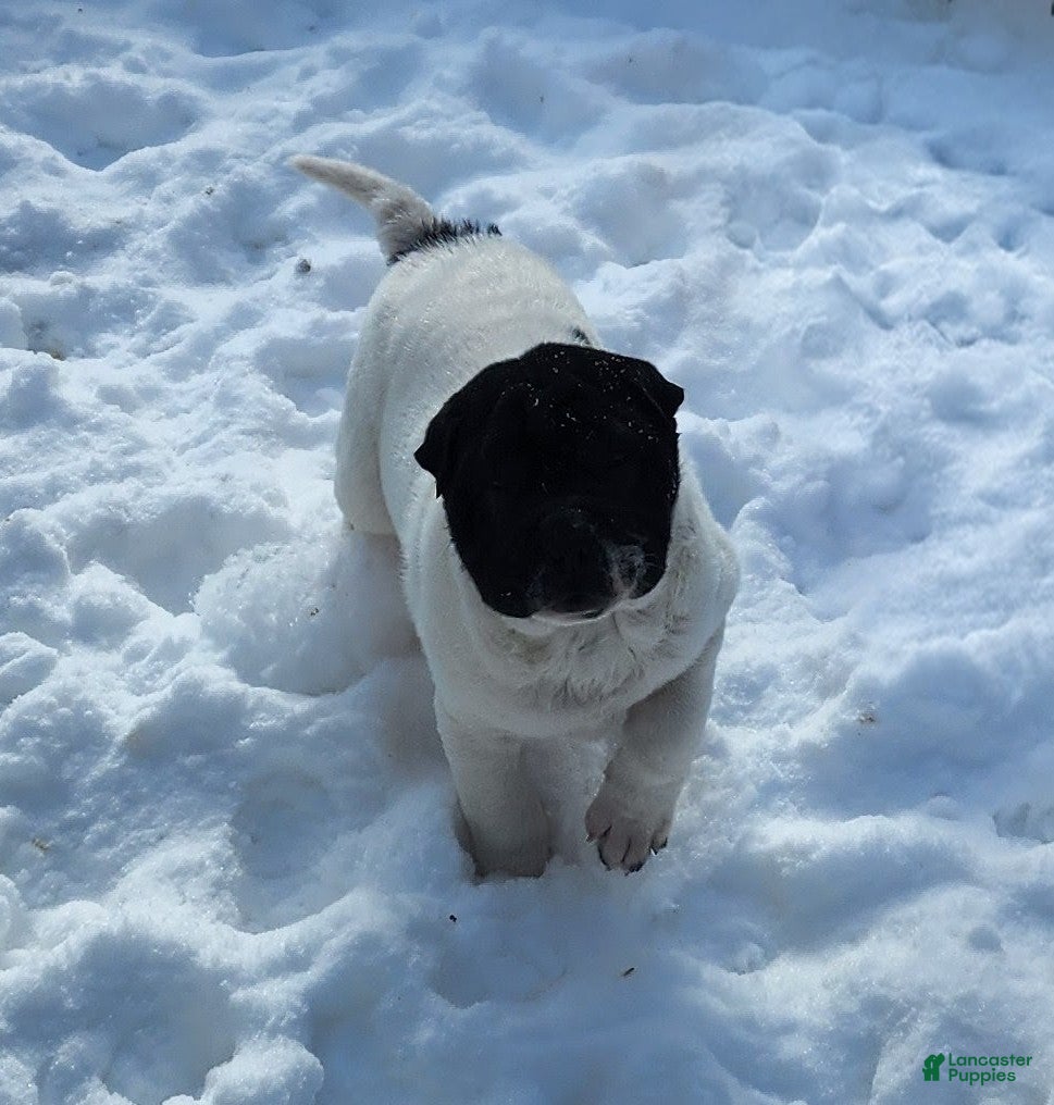 Shar Pei dogs Overo mini  - Ad 4