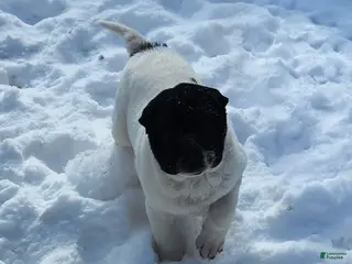 Shar Pei dogs Overo mini - Ad 4