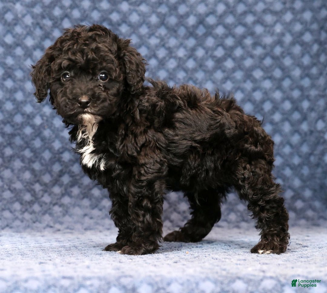 Miniature Poodle dogs for sale: Freeman - Ad 4